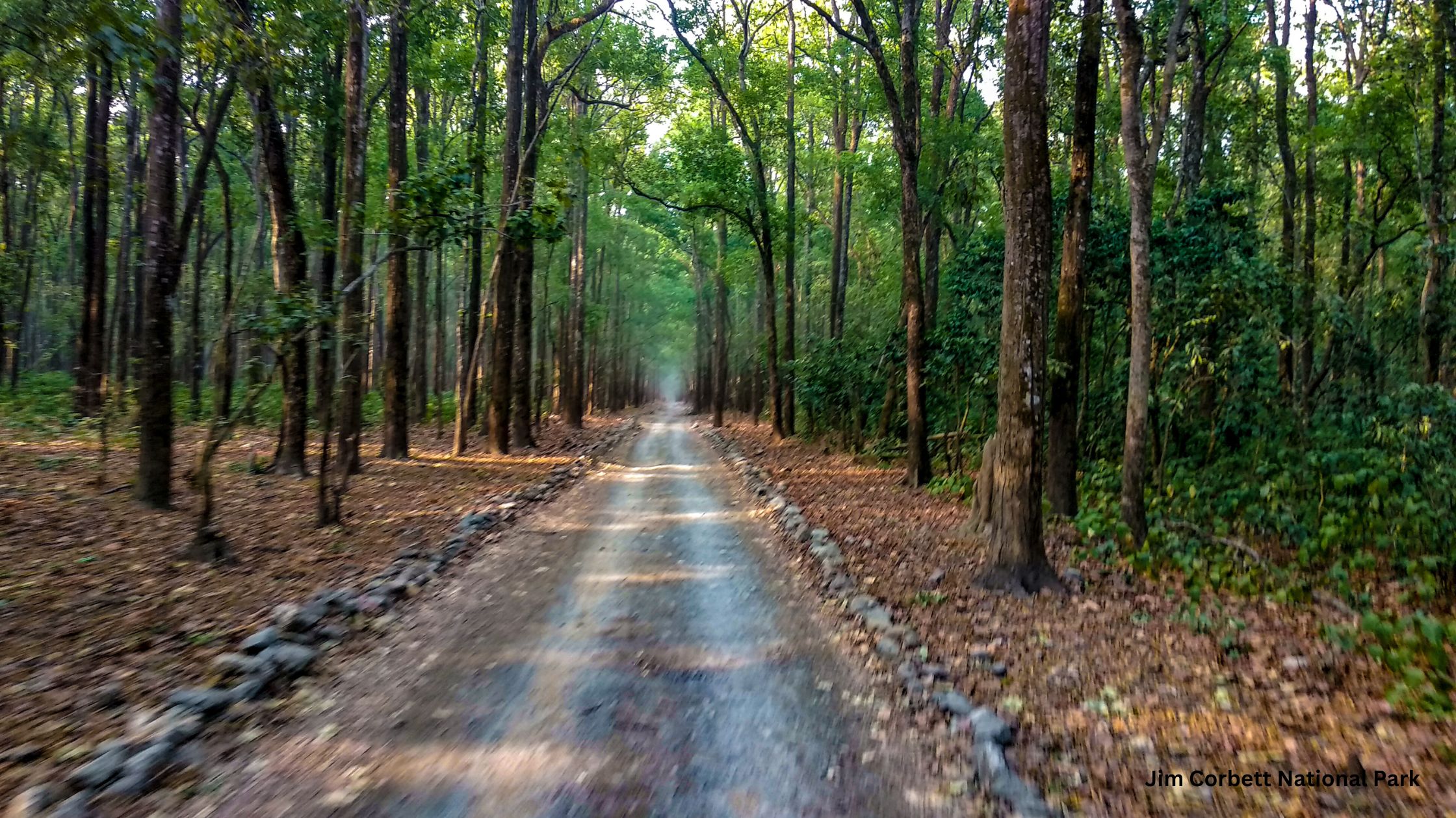 Jim Corbett National Park