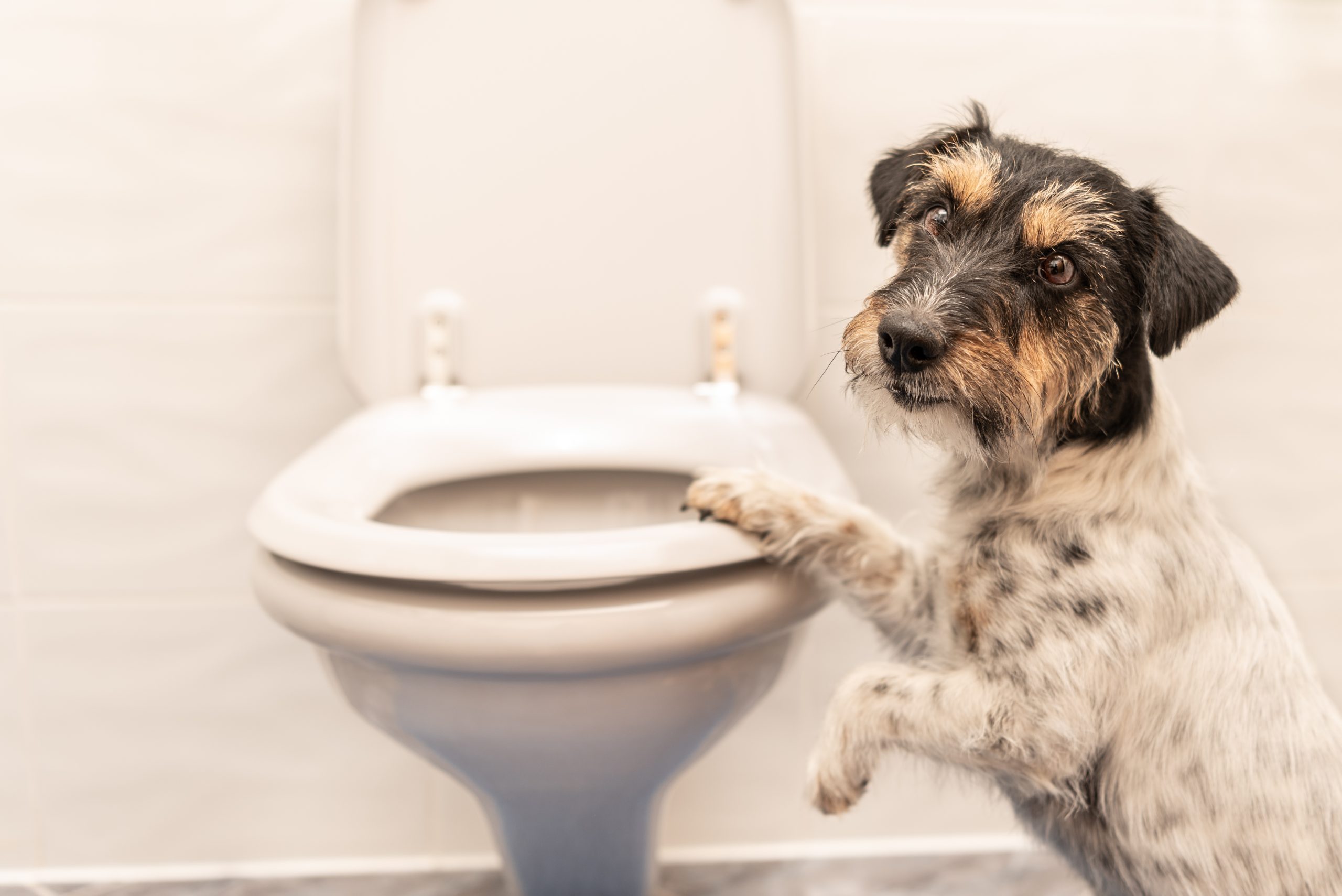 Stop Your Pesky Pup from Drinking from The Toilet Bowl
