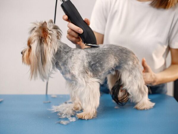 dog grooming online course in Canada