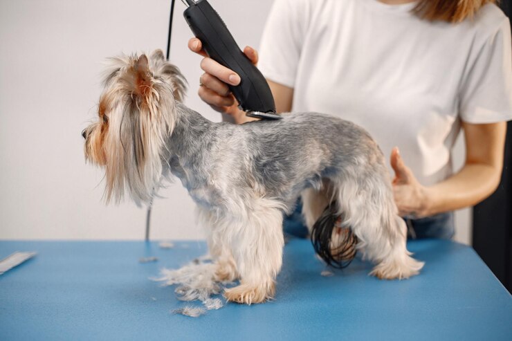 dog grooming online course in Canada