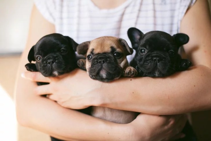 french bulldog puppies